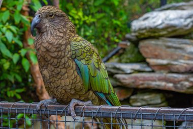 Queenstown, Yeni Zelanda 'daki Kiwi kuş yaşamı parkında papağan.