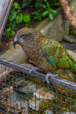 Queenstown, Yeni Zelanda 'daki Kiwi kuş yaşamı parkında papağan.