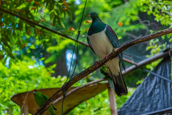 Kereru at Kiwi birdlife park in Queenstown, New Zealand