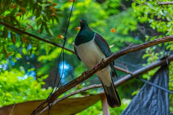 Kereru Kiwi Vogelpark Queenstown Neuseeland — Stockfoto