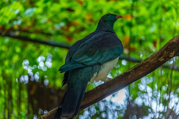 Kereru Parku Dla Ptaków Kiwi Queenstown Nowa Zelandia — Zdjęcie stockowe