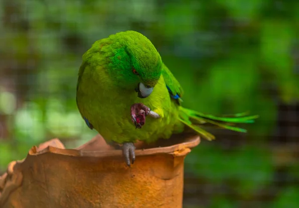 Antipodes Island Parakeet Kiwi Birdlife Park Queenstown Nieuw Zeeland — Stockfoto