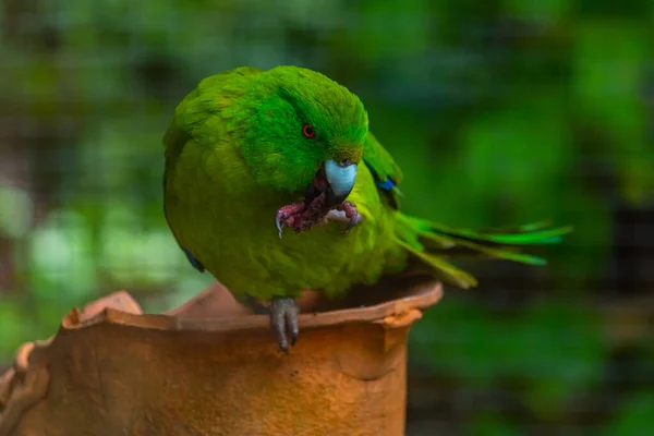 Antipodes Island Parakeet at Kiwi birdlife park in Queenstown, New Zealand