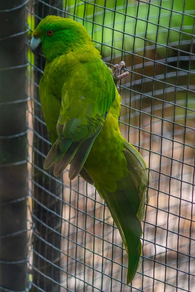 Antipodes Island Sittich Kiwi Vogelpark Queenstown Neuseeland — Stockfoto