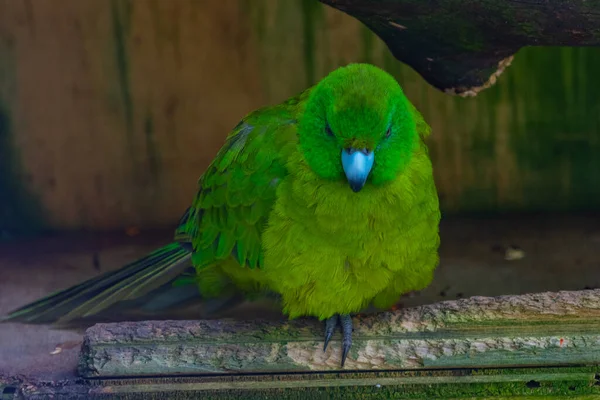 Antipodes Island Parakeet Kiwi Fågelpark Queenstown Nya Zeeland — Stockfoto