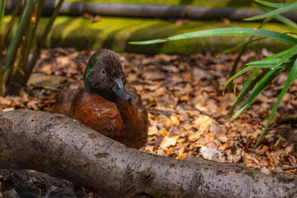 Krickente Kiwi Vogelpark Queenstown Neuseeland — Stockfoto