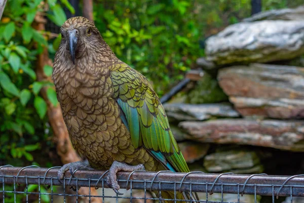 Kea Papegaai Kiwi Birdlife Park Queenstown Nieuw Zeeland — Stockfoto