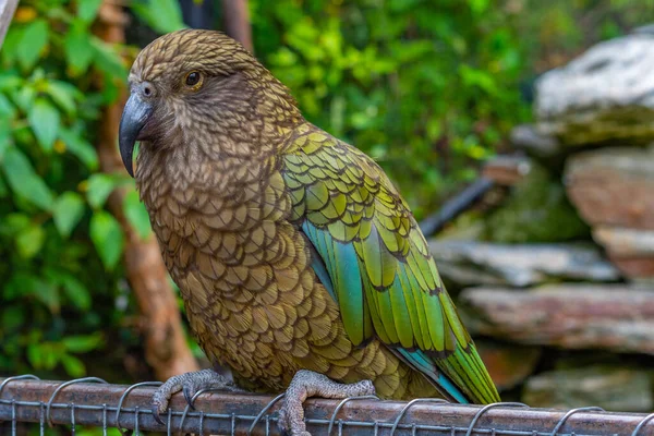 Kea parrot at Kiwi birdlife park in Queenstown, New Zealand