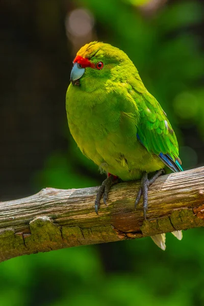 Yellow Crowned Kakariki Kiwi Birdlife Park Queenstown Nieuw Zeeland — Stockfoto