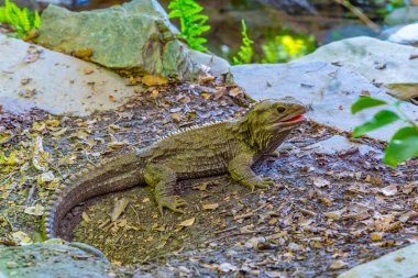 Tuatara, Yeni Zelanda, Queenstown 'daki Kiwi kuş yaşamı parkında.