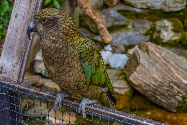 Loro Kea Parque Aves Kiwi Queenstown Nueva Zelanda — Foto de Stock