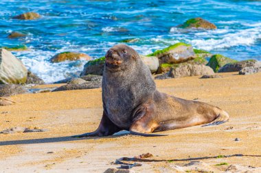 Hooker 's Sea Lion, Yeni Zelanda Waipapa noktasında.