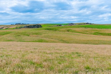 Yeni Zelanda 'nın Caitlins bölgesinde yeşil otlaklar