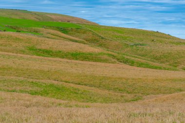 Yeni Zelanda 'nın Caitlins bölgesinde yeşil otlaklar