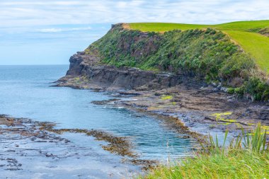 Yeni Zelanda 'daki Curio Körfezi' nde taşlaşmış orman.