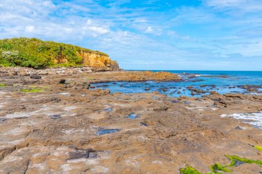 Yeni Zelanda 'daki Curio Körfezi' nde taşlaşmış orman.