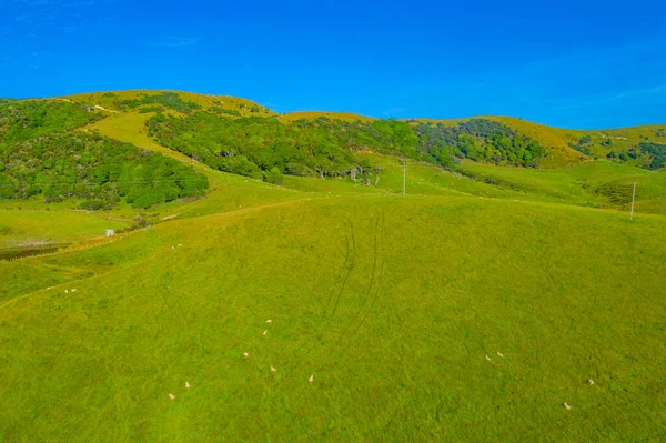 Pâturages Verts Dans Région Caitlins Nouvelle Zélande — Photo