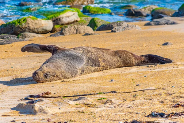 Nutten Seelöwe Waipapa Punkt Neuseeland — Stockfoto