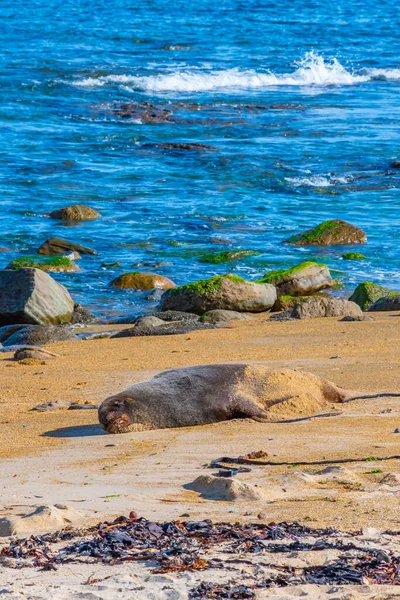 Nutten Seelöwe Waipapa Punkt Neuseeland — Stockfoto