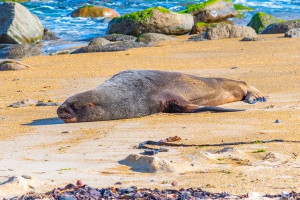 Nutten Seelöwe Waipapa Punkt Neuseeland — Stockfoto