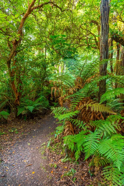 Ζωντανό Δάσος Στον Κόλπο Curio Στη Νέα Ζηλανδία — Φωτογραφία Αρχείου