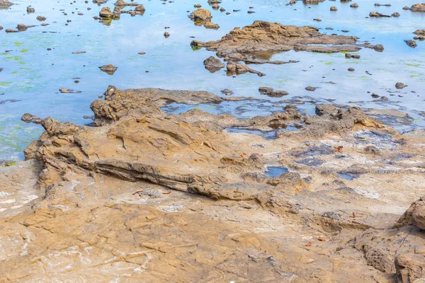 Forêt Pétrifiée Curio Bay Nouvelle Zélande — Photo