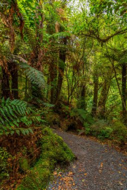 Yeni Zelanda 'nın Catlins bölgesinde yağmur ormanı