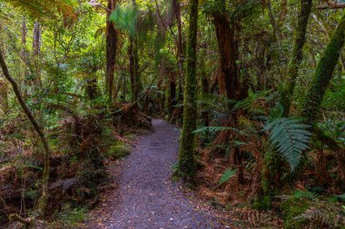 Yeni Zelanda 'nın Catlins bölgesinde yağmur ormanı