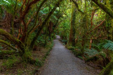 Yeni Zelanda 'nın Catlins bölgesinde yağmur ormanı