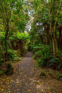 Yeni Zelanda 'nın Catlins bölgesinde yağmur ormanı