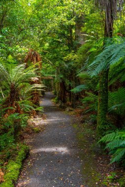Yeni Zelanda 'nın Catlins bölgesinde yağmur ormanı