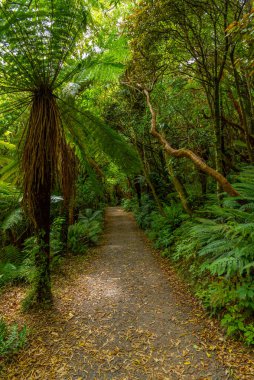 Yeni Zelanda 'nın Catlins bölgesinde yağmur ormanı