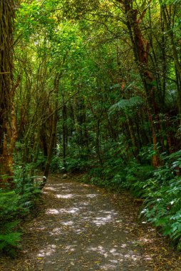 Yeni Zelanda 'nın Catlins bölgesinde yağmur ormanı