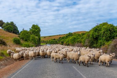 Yeni Zelanda 'nın Catlins bölgesinde bir yolda bir arabayı çevreleyen koyunlar