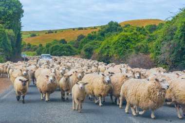 Yeni Zelanda 'nın Catlins bölgesinde bir yolda bir arabayı çevreleyen koyunlar