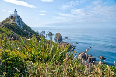 Yeni Zelanda 'nın Nugget noktasındaki deniz feneri.