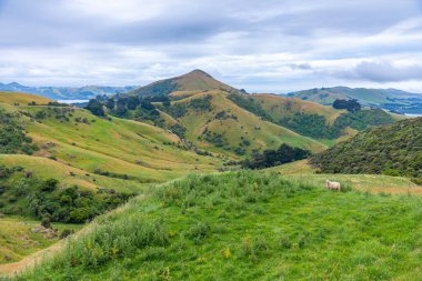 Yeni Zelanda 'daki otago yarımadasında koyun.