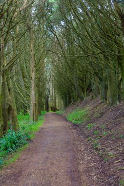 Yeni Zelanda 'daki Otago yarımadasındaki orman yolu