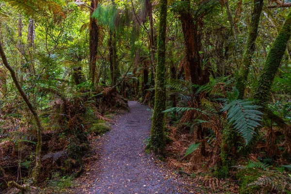 Selva Tropical Región Catlins Nueva Zelanda — Foto de Stock
