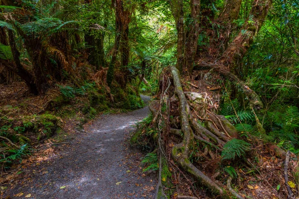 Rain Forest Catlins Region New Zealand — Stock Photo, Image