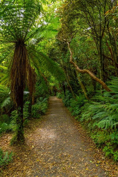 Selva Tropical Región Catlins Nueva Zelanda — Foto de Stock