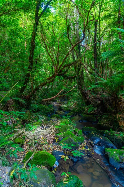 Selva Tropical Región Catlins Nueva Zelanda — Foto de Stock