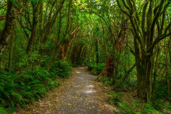 Δάσος Της Βροχής Στην Περιοχή Catlins Της Νέας Ζηλανδίας — Φωτογραφία Αρχείου