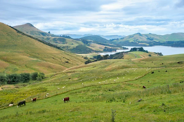 Moutons Dans Péninsule Otago Nouvelle Zélande — Photo
