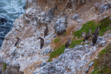 Otago, Yeni Zelanda 'da Pied Shag