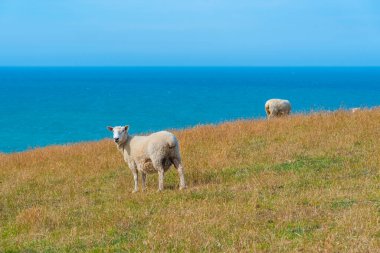Yeni Zelanda 'da otago' da koyunlar