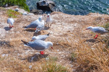 Yeni Zelanda, Dunedin yakınlarındaki Katiki noktasında kırmızı gagalı martı kolonisi.