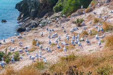 Aoraki / Mt. Aşçı Yeni Zelanda 'da Pukaki gölünün arkasında görüldü.