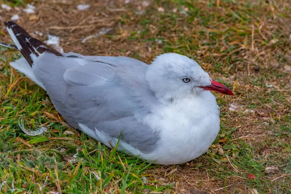 Red Billed Gull Dunedin New Zealand — Stock Photo, Image