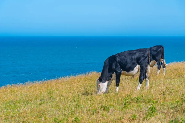 Vacas Otago Nueva Zelanda — Foto de Stock
